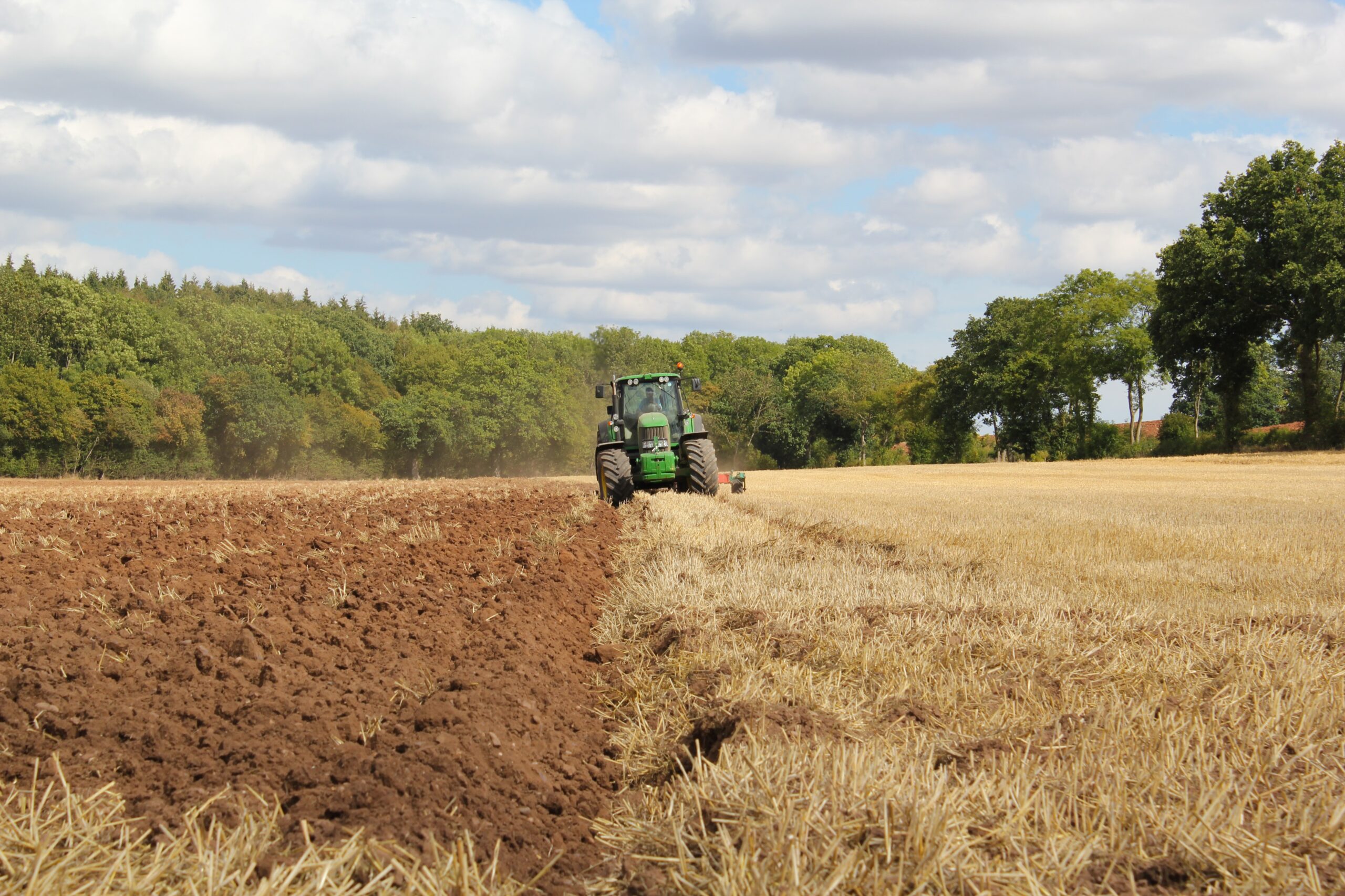 Winter Option vs Replant